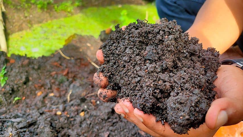 泥炭是一种可供选择的生长介质，你可以使用它进行水培，因为它有很大的持水能力