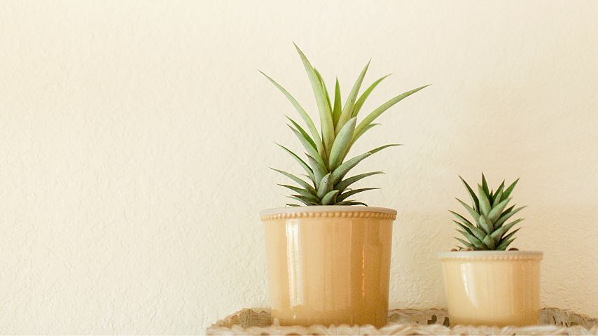 Pineapple plants need ample bright, direct sunlight for them to grow properly as houseplants