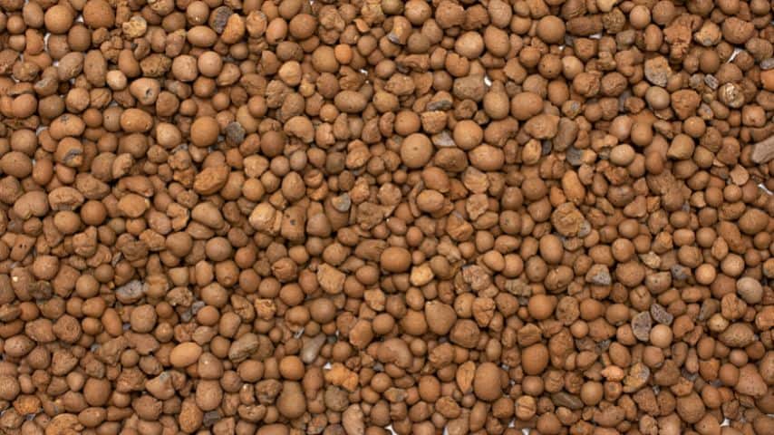 Plants that need ample amount of water are the ones that are best grown in leca as the clay balls provide great airflow to the roots
