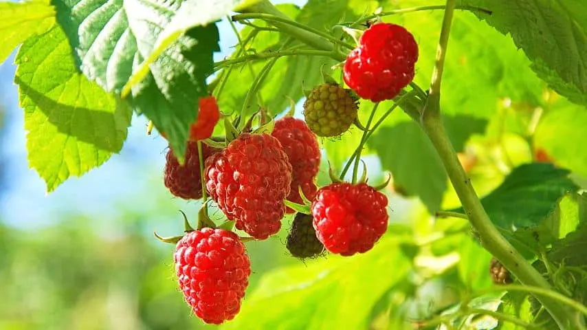 Raspberries and blueberries shouldn't be planted together as they need different soil acidity