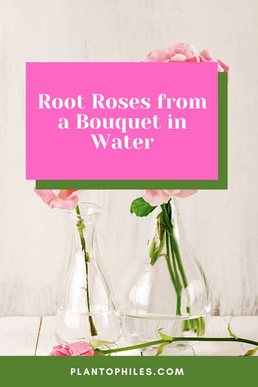 Root Roses from a Bouquet in Water