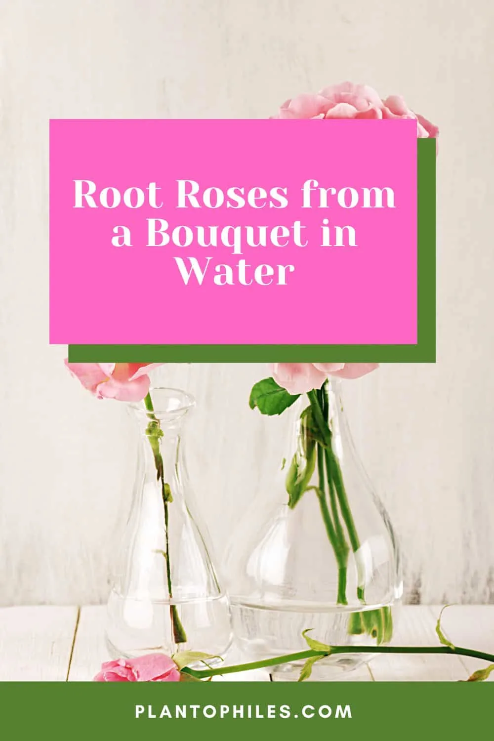 Root Roses from a Bouquet in Water