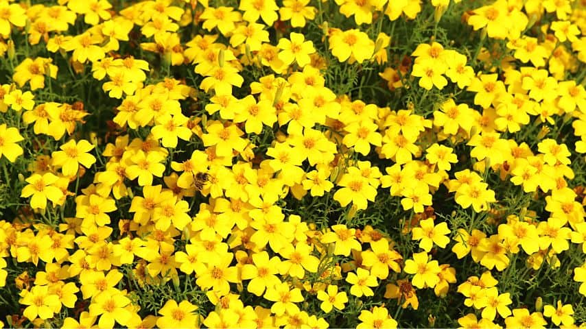 Signet marigolds (Tagetes tenuifolia or Tagetes signata) are fast-growing annuals whose leaves are known to produce a distinctive smell when crushed