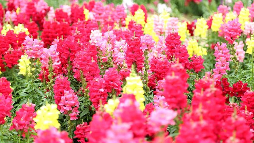 Snapdragon flowers come in varying shades of colors