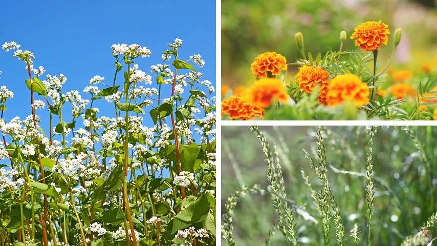 Some of the popular cover crops are Buckwheat, Marigolds, and Ryegrass