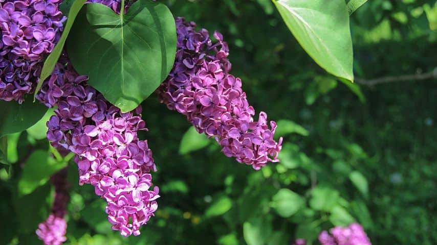 Though lilac adds color to your garden and attracts pollinators for your blueberries, they can outgrow your blueberries and block out the sunlight they need