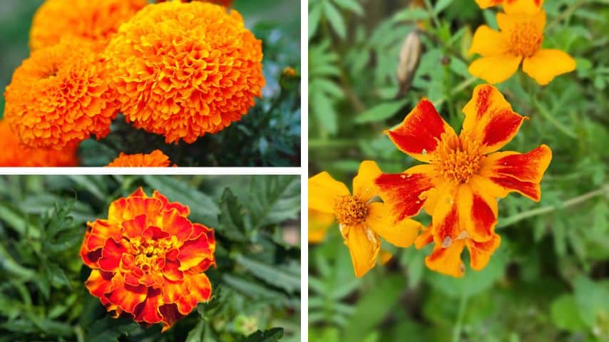 The African, French, and Signet marigolds (left, down, right) are the 3 most common marigold varieties