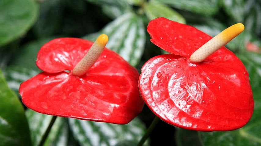 The Anthurium Andraeanum or the Flamingo Flower produces a red bract that is commonly confused as a flower