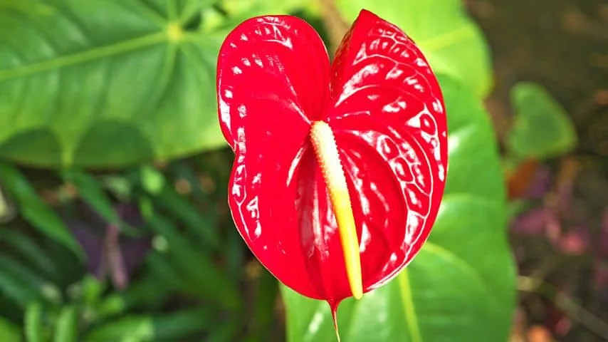 The Anthurium andreanum, aka Flamingo flower or Tailflower, is one of the most iconic anthurium plants that are easy to grow