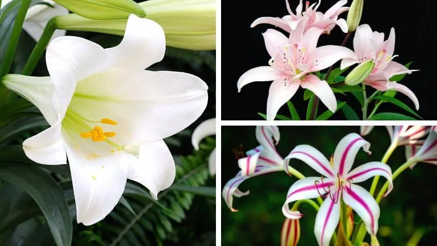 The Easter lily, Asiatic lily, and the Oriental lily are three of the lily species that are considered perennials