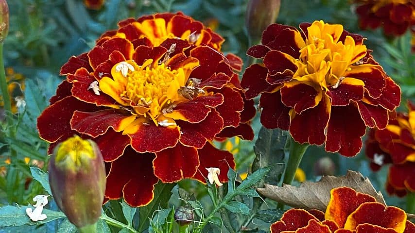 The French Marigold (Tagetes Patula) are bushy plants in Mexico that produce yellow, orange, and red blooms