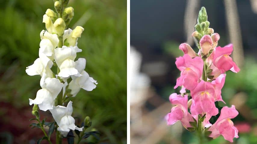 The most common color variety of snapdragon flowers are white and light pink
