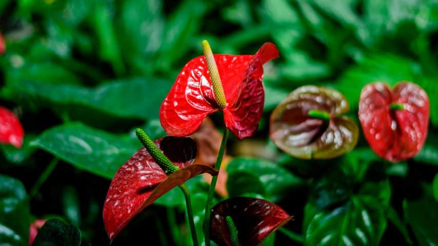 The red, heart-shaped bract that surrounds the flower makes anthurium a symbol of love and friendship