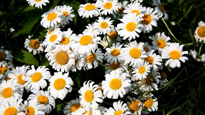 The ultimate goal of a daisy's life is to grow and produce blooms for them to reproduce