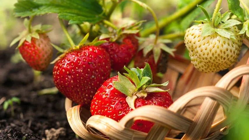 Though both strawberries and blueberries love acidic soil, grow them a few feet apart