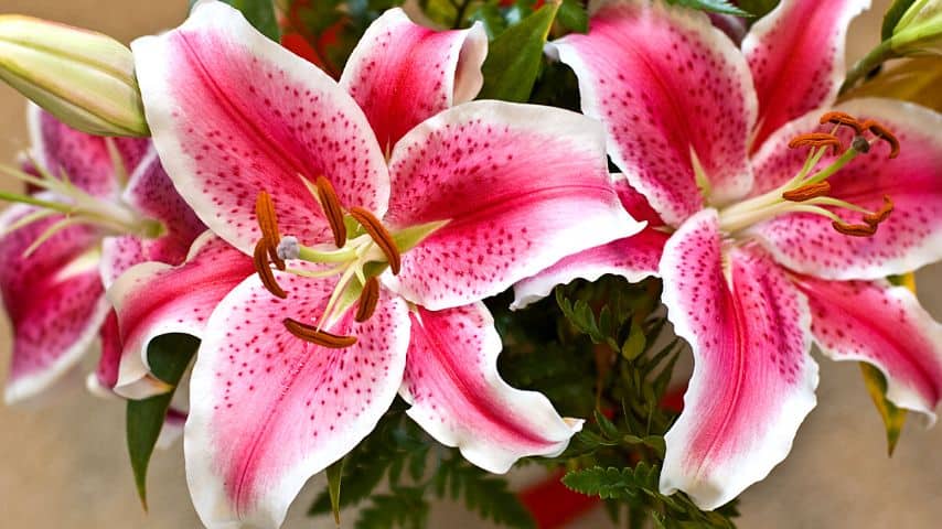 Though some lily varieties like the Stargazer lily are easy to grow, you still need to prepare them for dormancy