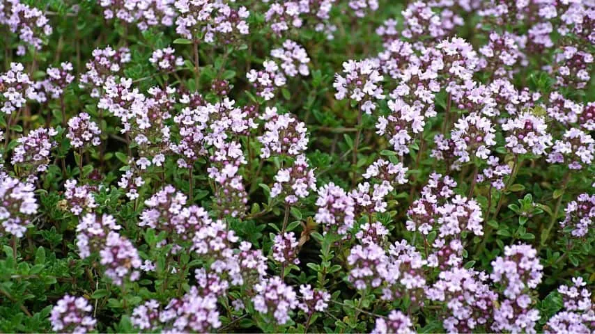 Thyme is another excellent companion plant for blueberries as it doubles up as ground cover and pest repellent