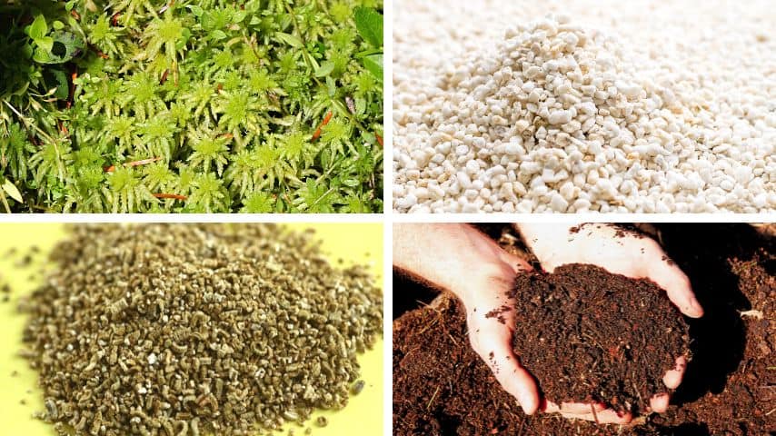 为你的红掌植物创造一个伟大的植物堆肥，它应该包含泥炭苔藓，珍珠岩，蛭石，和肥料
