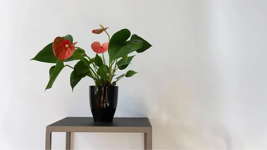 To make your home safe for cats, place all toxic plants, anthuriums included, above the ground