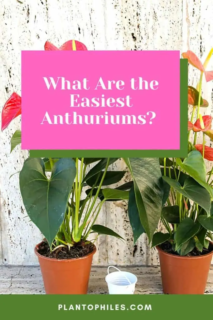 What Are the Easiest Anthuriums?
