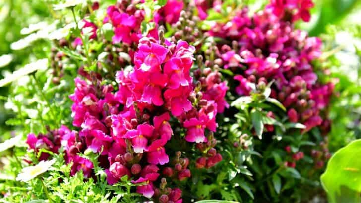 What Does a Snapdragon Look Like? Grow stunning Flowers