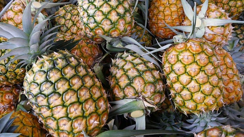 When pineapples shift from light green to yellow-green, they're ready to be harvested
