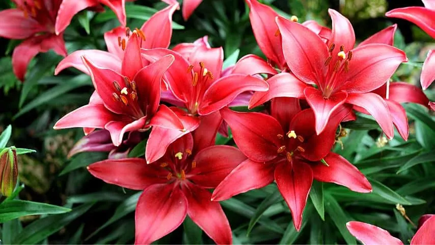 You can cultivate hybrid lilies from late fall to late spring