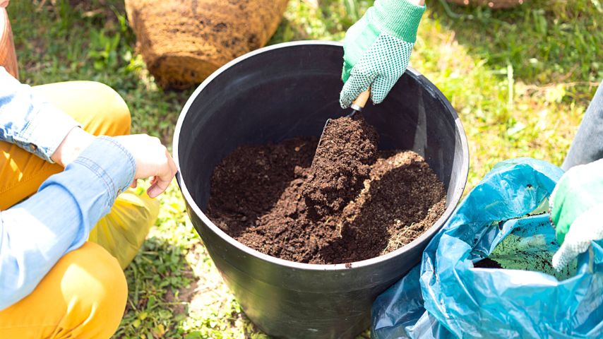 在你的新或新消毒的花盆中加入一些土壤，然后把红掌放进去，再加入更多的土壤