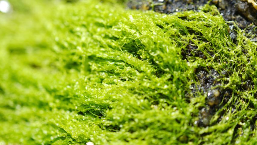 红掌土壤中的藻类是另一个迹象，表明植物正在经历过度浇水，从而导致根部腐烂