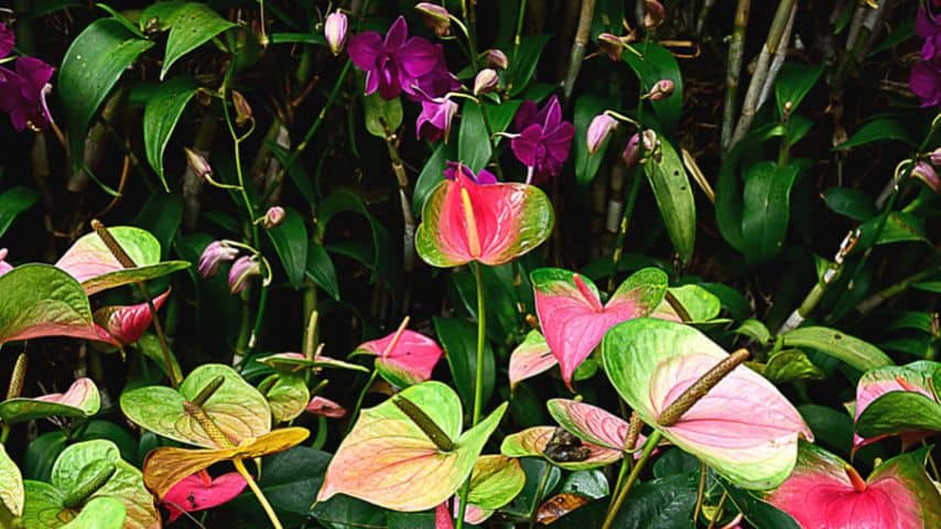 将红掌与其他室内植物组合是增加房间湿度的另一种方法188金宝慱亚洲体育