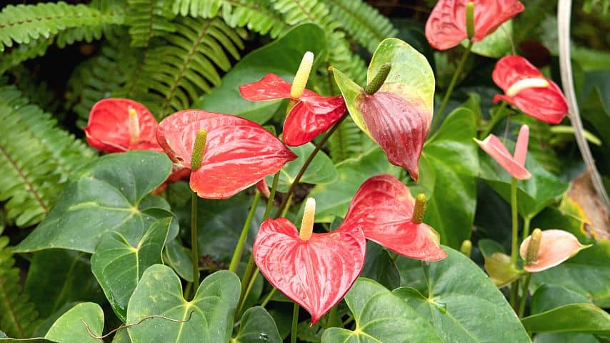 As natives to Ecuador and Colombia, anthuriums thrive in a tropical climate with semi-shade as they grow below large trees in forests