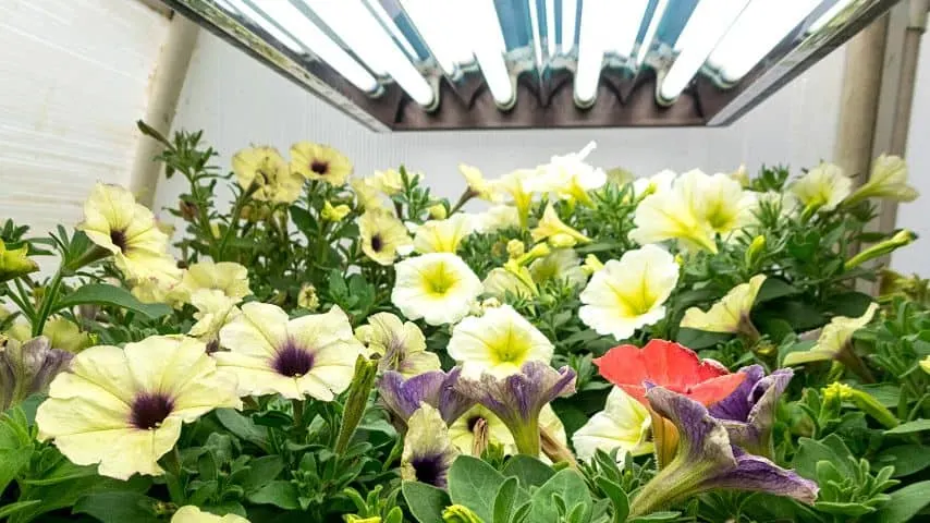 Choose a grow light, like what's used with these petunias that not only produces light that is close to natural sunlight, but one that is dimmable as well for growing your indoor anthuriums