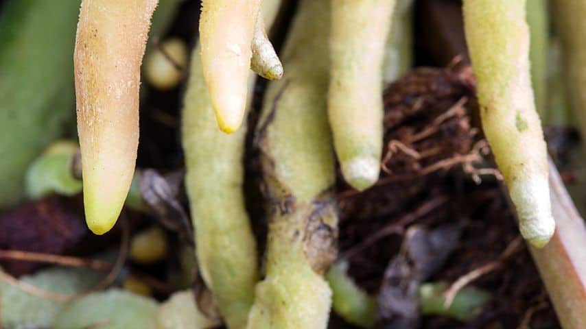 检查一下你的红掌根是否已经被盆栽缠住了。如果它们被困在花盆里了，是时候换盆了