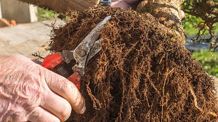 用消毒过的剪刀或刀剪掉你在红掌植物上看到的任何腐烂的根，就像在这个盆景上做的那样