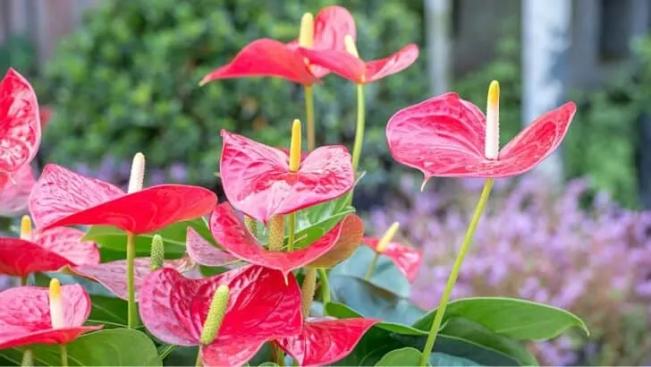 How Cold Can Anthurium Tolerate — Temperature and Humidity