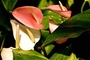 How Much Light Do Anthuriums Need? Anthurium Light Tips