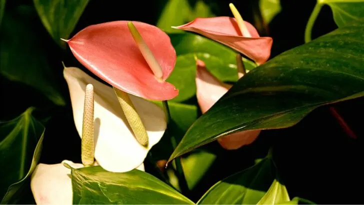 How Much Light Do Anthuriums Need? Anthurium Light Tips