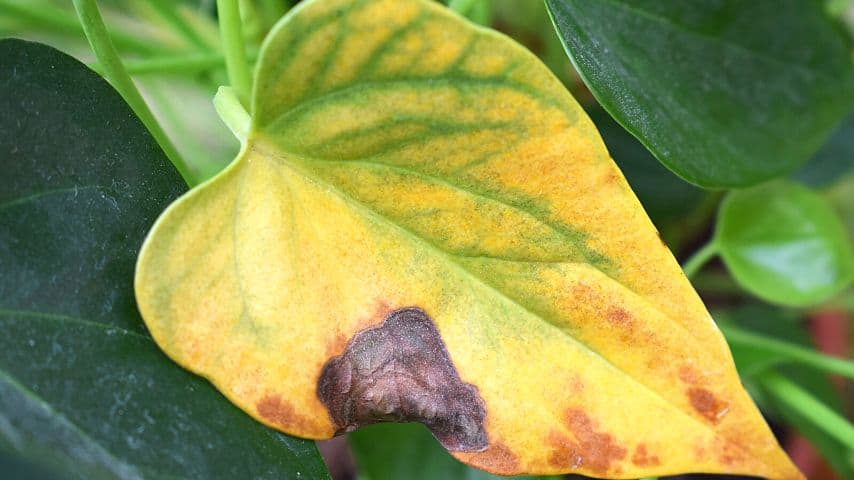 If you mist your Anthurium in an attempt to increase the surrounding humidity, the leaves can stay wet too long and may start to  wilt and die