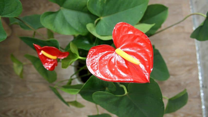 就像其他植物一样，你可以在家里种188金宝慱亚洲体育植红火，因为除了加湿器外，它们不需要特殊的种植设备