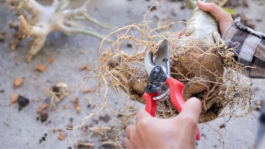 Once your plant has brown and mushy roots, you need to cut them before washing the remaining roots with clear water