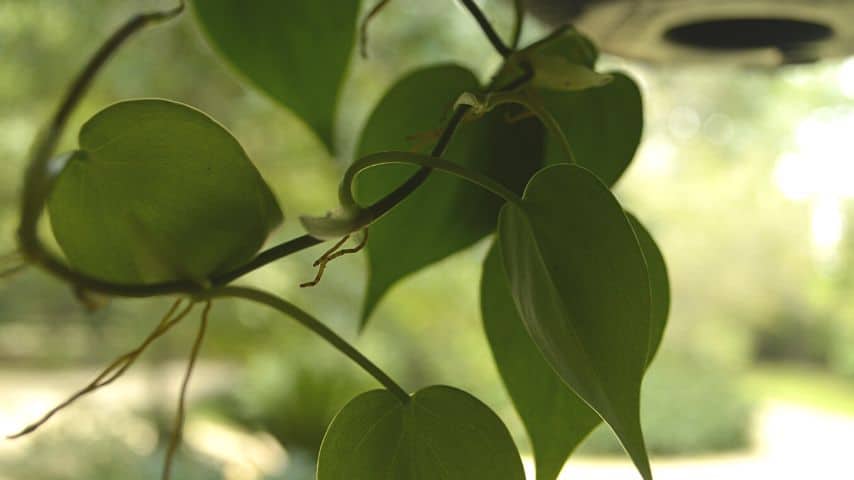 Philodendrons are good examples of plants that grow aerial roots