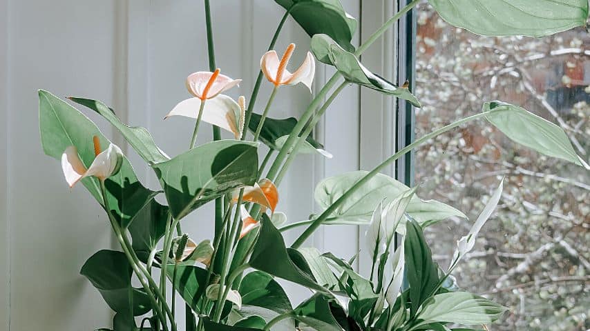 Place your anthuriums about 3 to 5 feet away from a bright eastern- or western-facing window