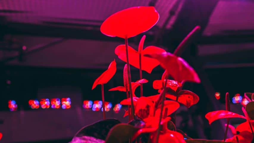 植物生长灯泡产生不同程度的光，帮助你的室内红掌健康快速生长