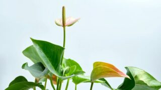 Signs of Anthurium Root Rot