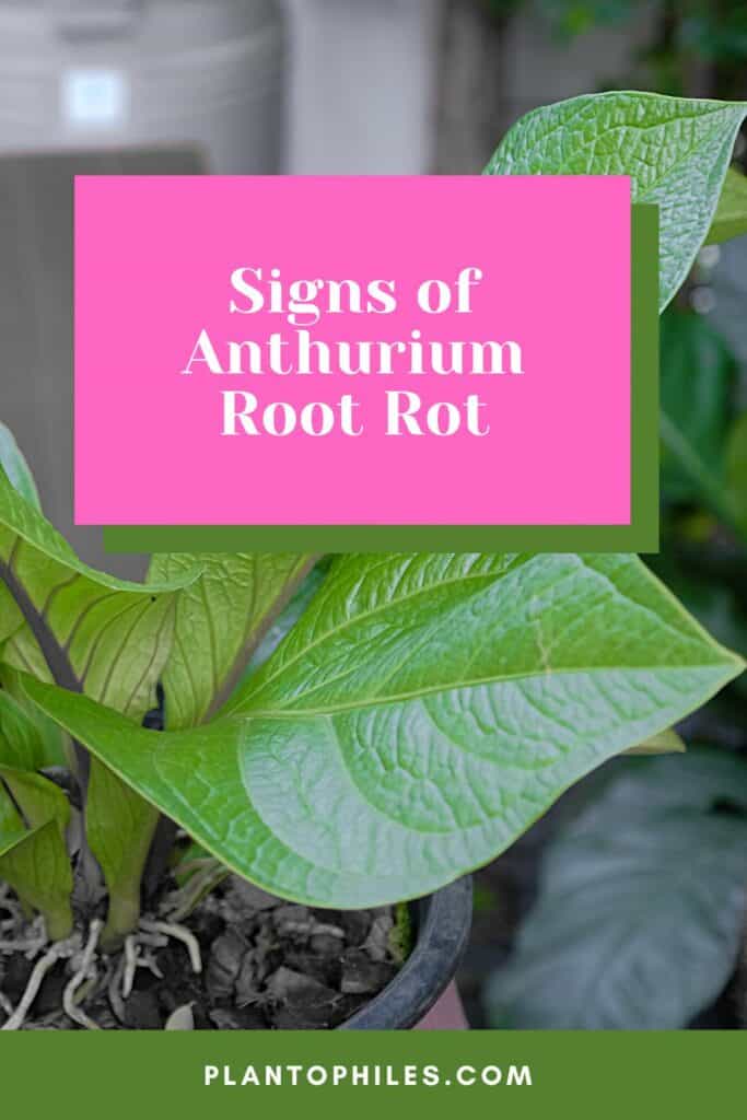 Signs of Anthurium Root Rot
