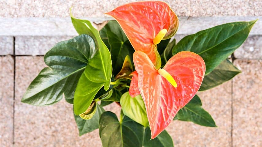 Slow or stunted growth of your anthuriums is another classic sign of the plant experiencing root rot