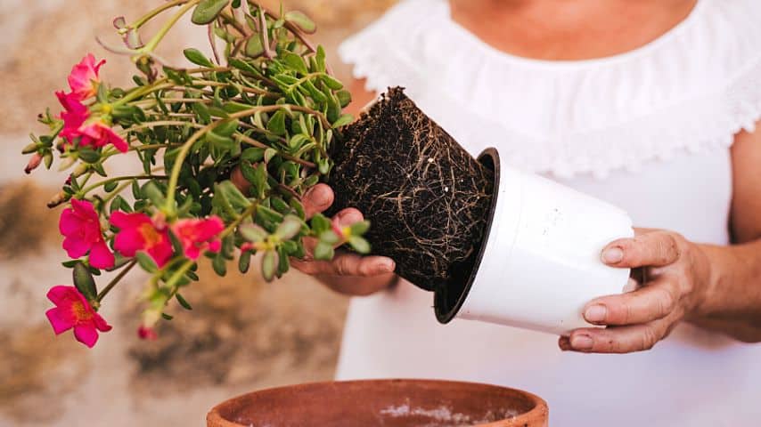 The only way for you to check your anthurium's roots is to remove it from its pot, just like how its done on this flowering plant