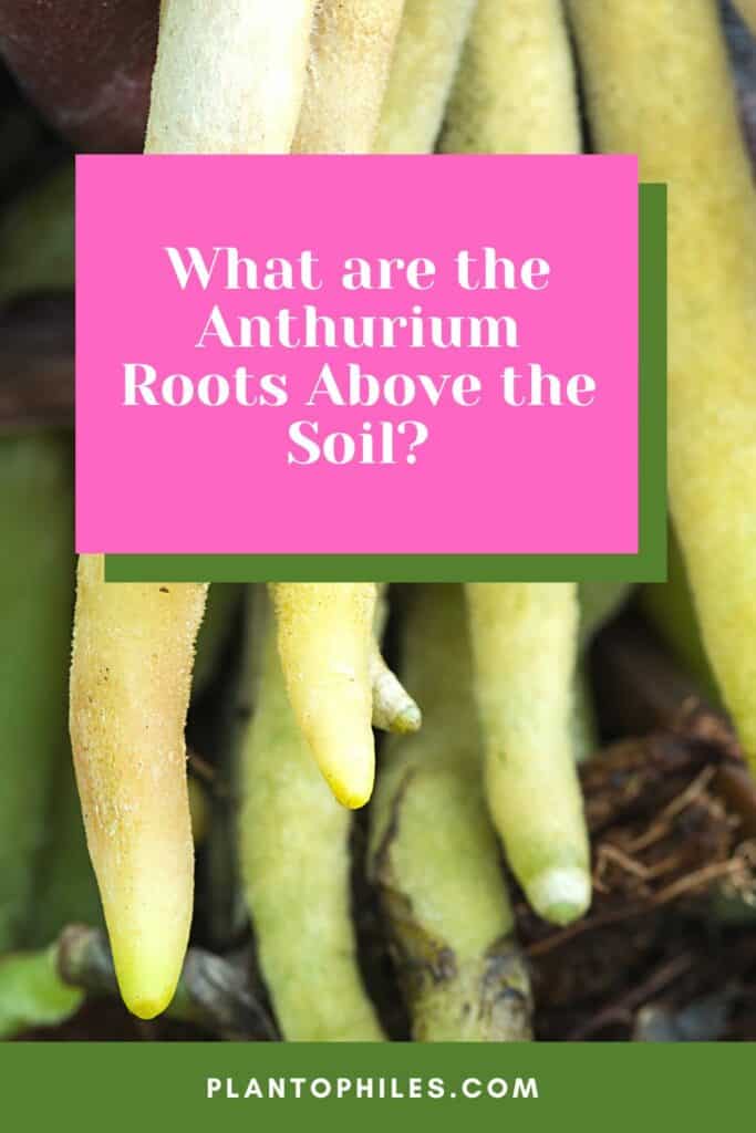 在土壤上的红掌根是什么?