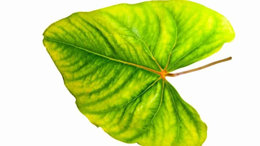 Yellowing of the anthurium's leaves is the earliest sign of a plant experiencing root rot