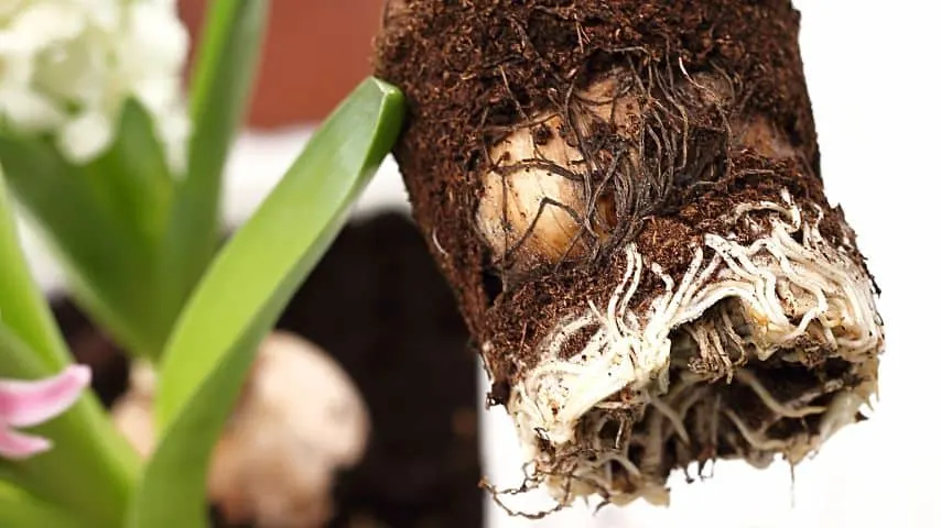 You'll know that a plant's roots is healthy if they're bright brown, white, or red in color
